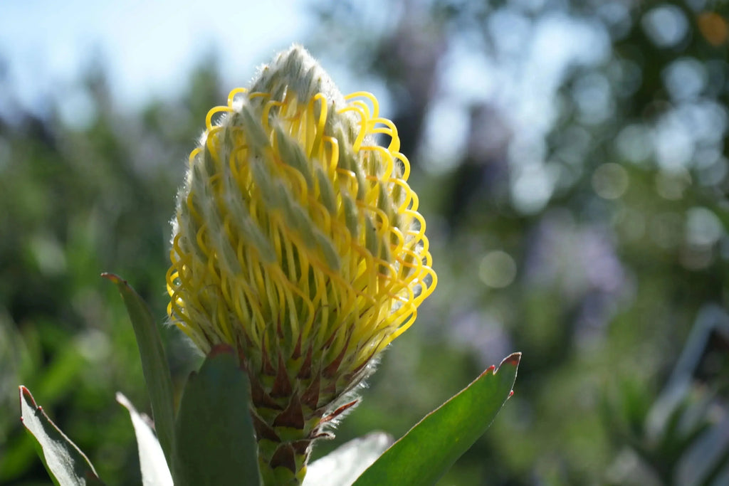 Close-up of yellow Leucospermum cuneiforme Goldie pincushion protea flower outdoors