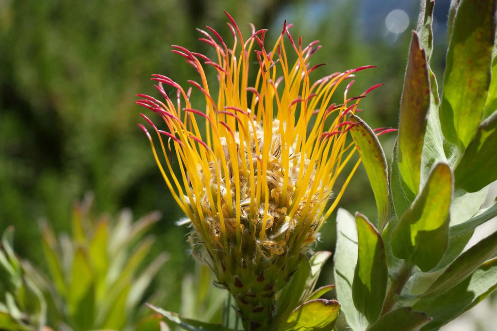 Leucospermum gueinzii red-orange pincushion protea flower with green foliage