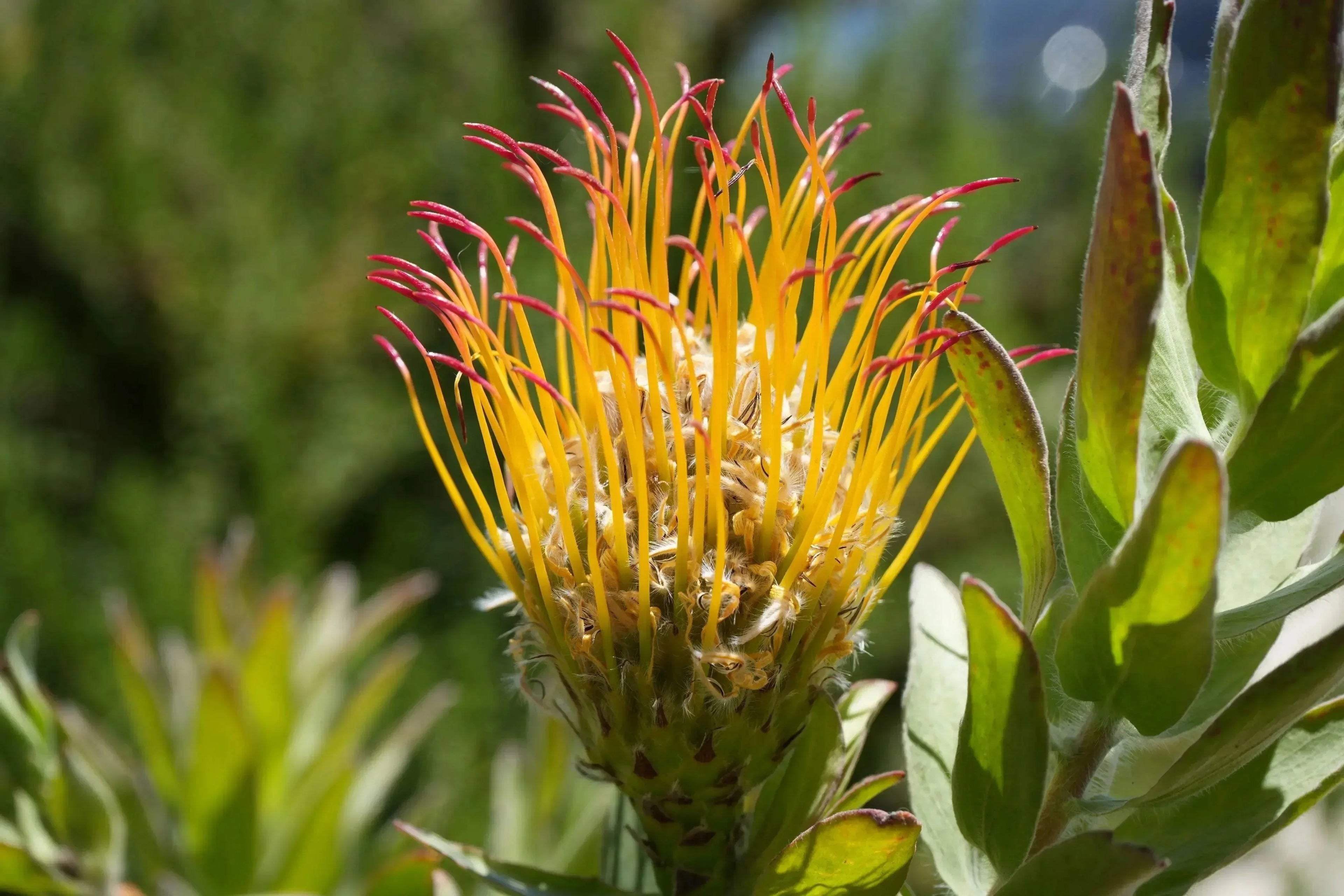 Leucospermum gueinzii red-orange pincushion protea flower with green foliage
