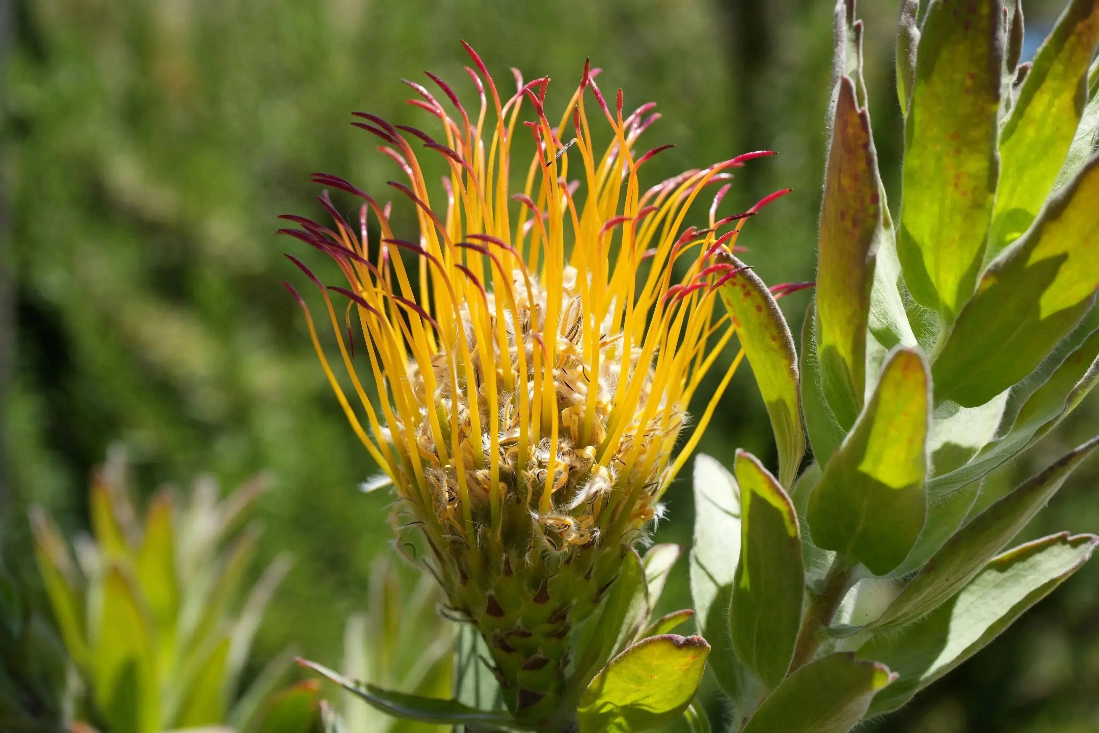 Leucospermum gueinzii pincushion protea with orange-red flowers and green leaves outdoors