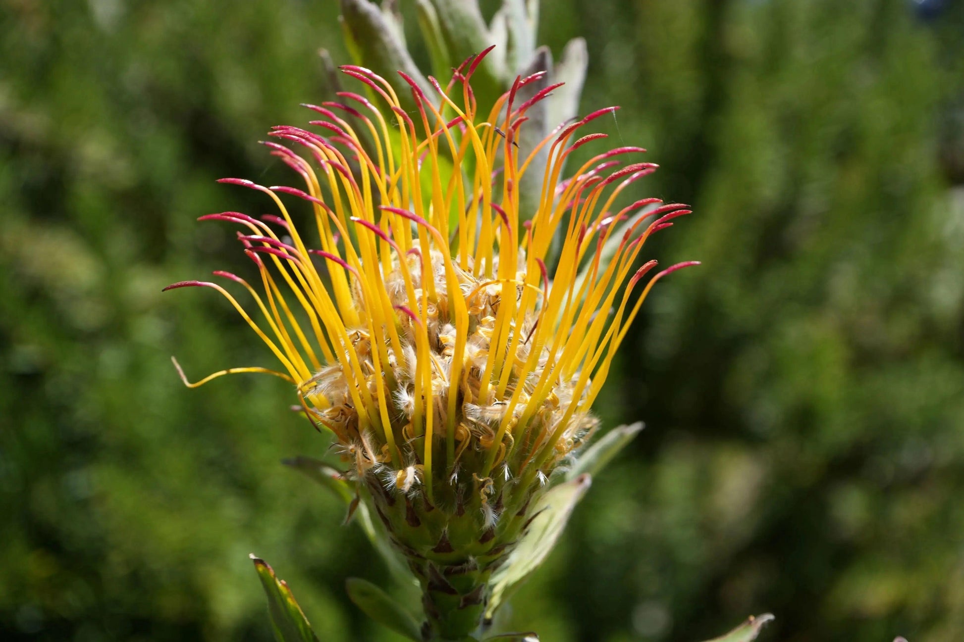 Leucospermum gueinzii: A Spiky Sensation, Red Orange Pincushion - Bonte Farm