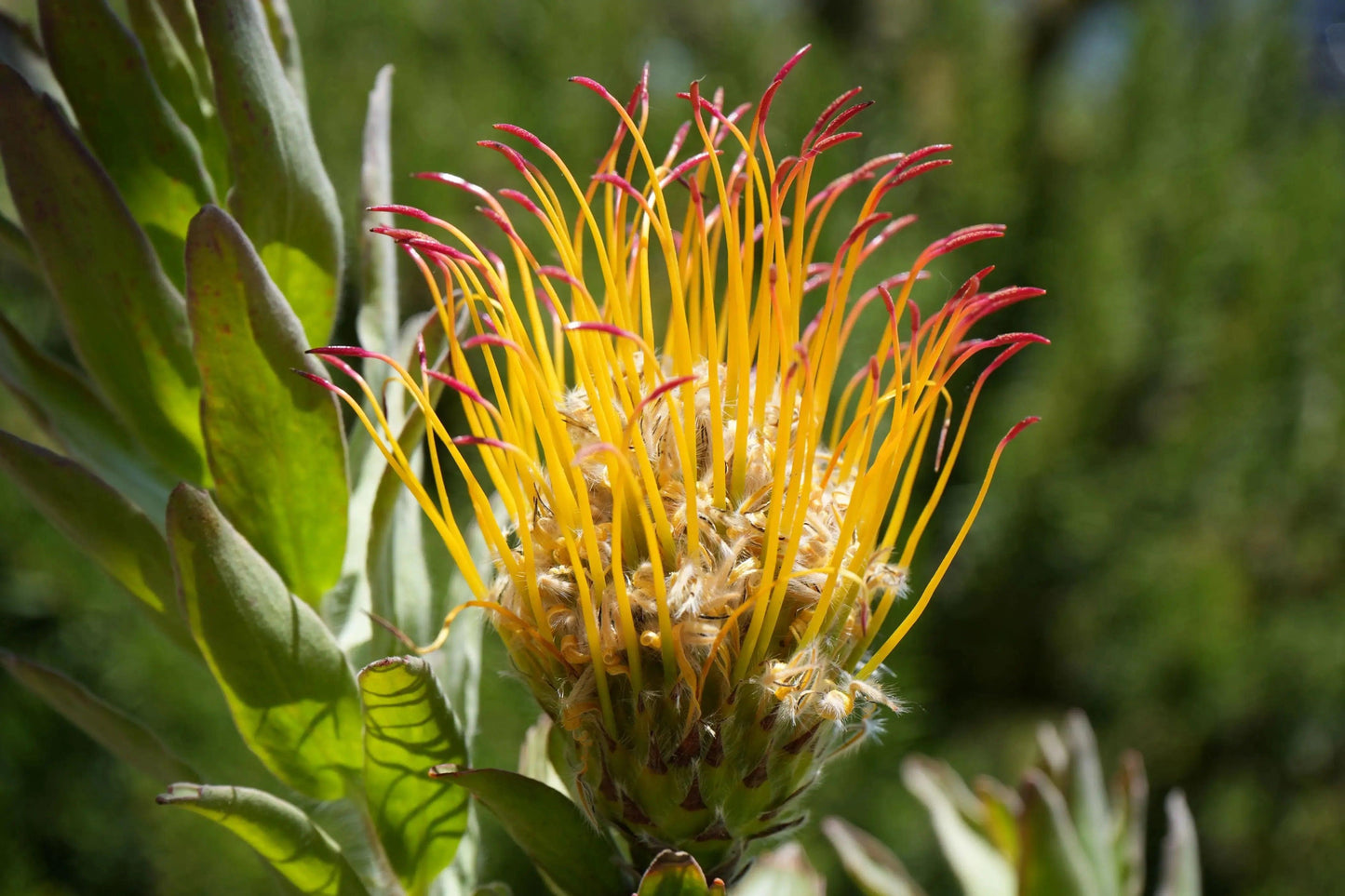 Leucospermum gueinzii: A Spiky Sensation, Red Orange Pincushion - Bonte Farm