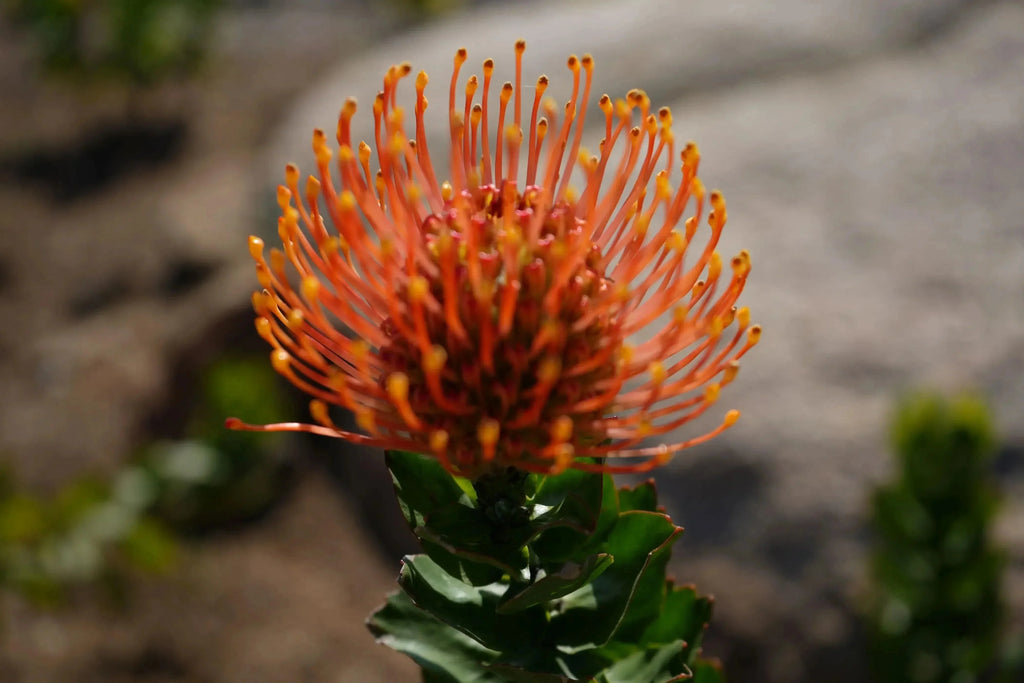 Orange Leucospermum patersonii pincushion flower blooming outdoors