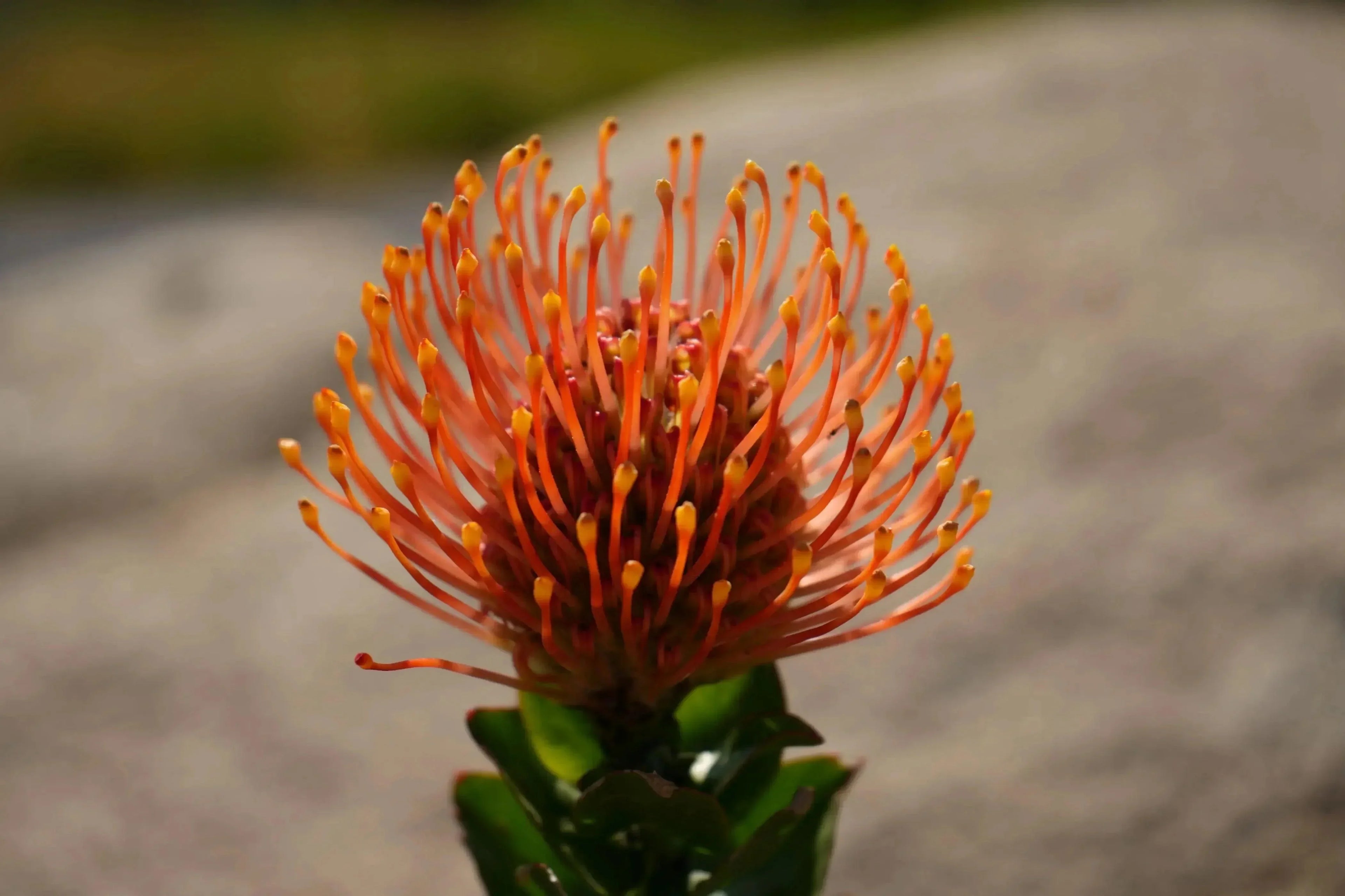 Close-up of orange Leucospermum patersonii pincushion protea flower outdoors