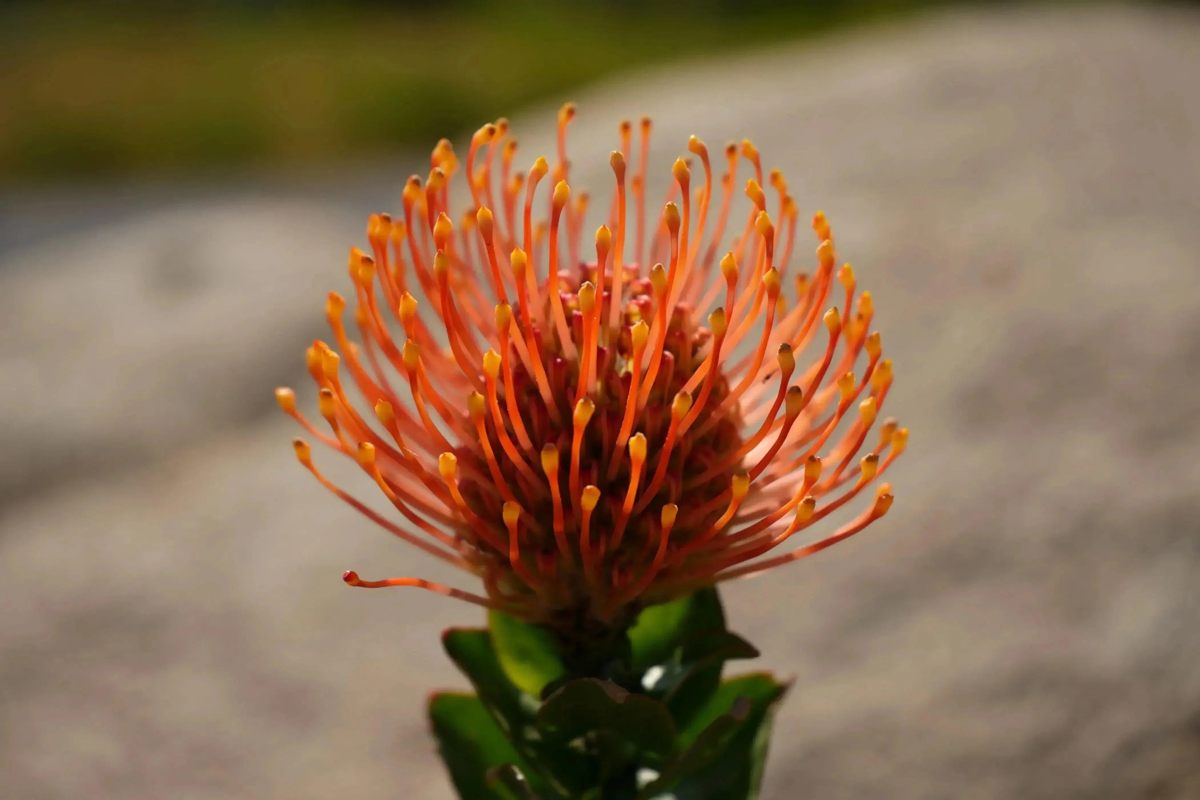 Leucospermum patersonii orange pincushion protea flower in bloom outdoors