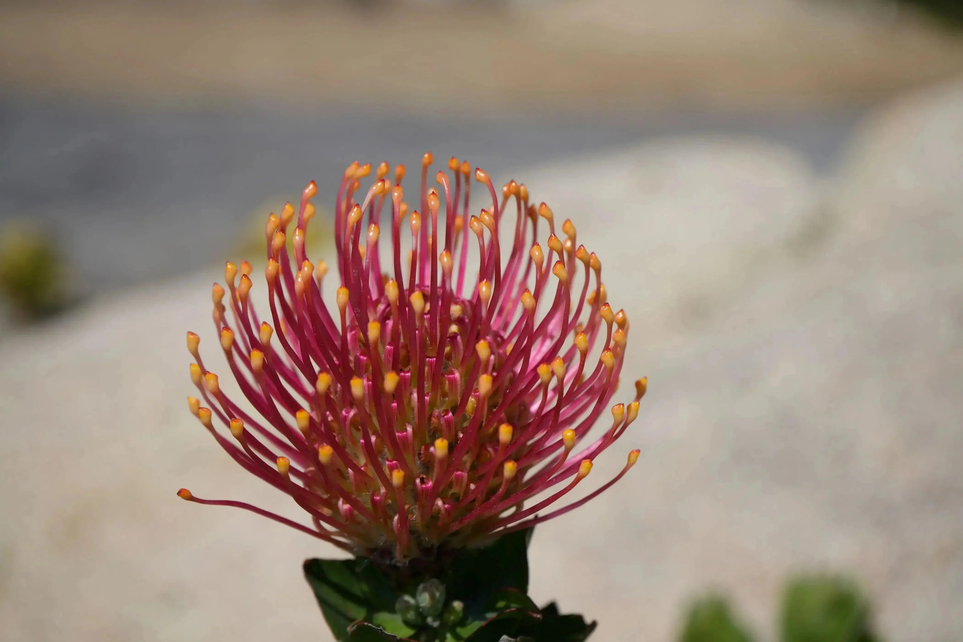 Leucospermum patersonii orange protea flower in bloom against a natural blurred background