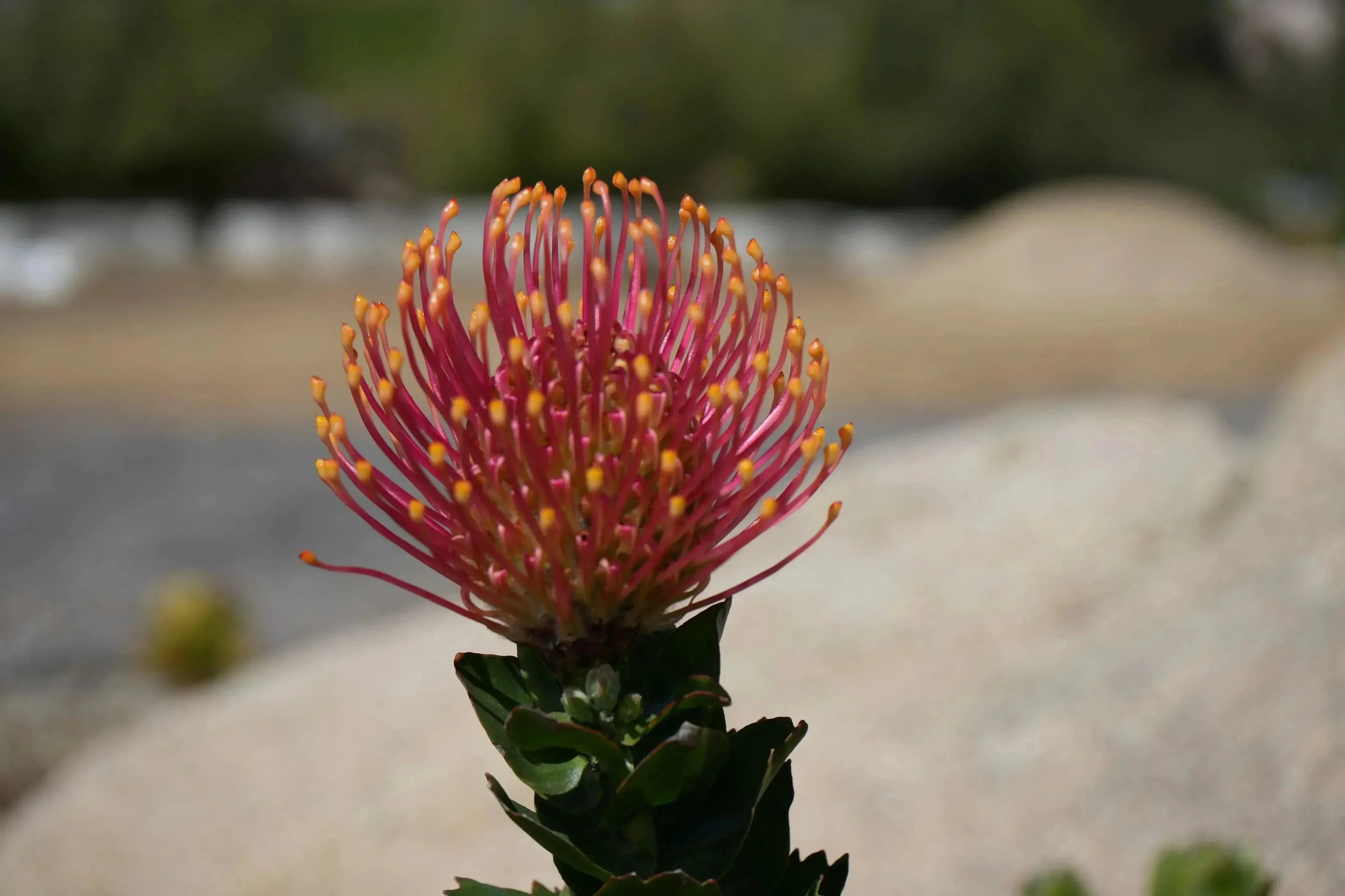 Leucospermum patersonii orange protea flower blooming outdoors