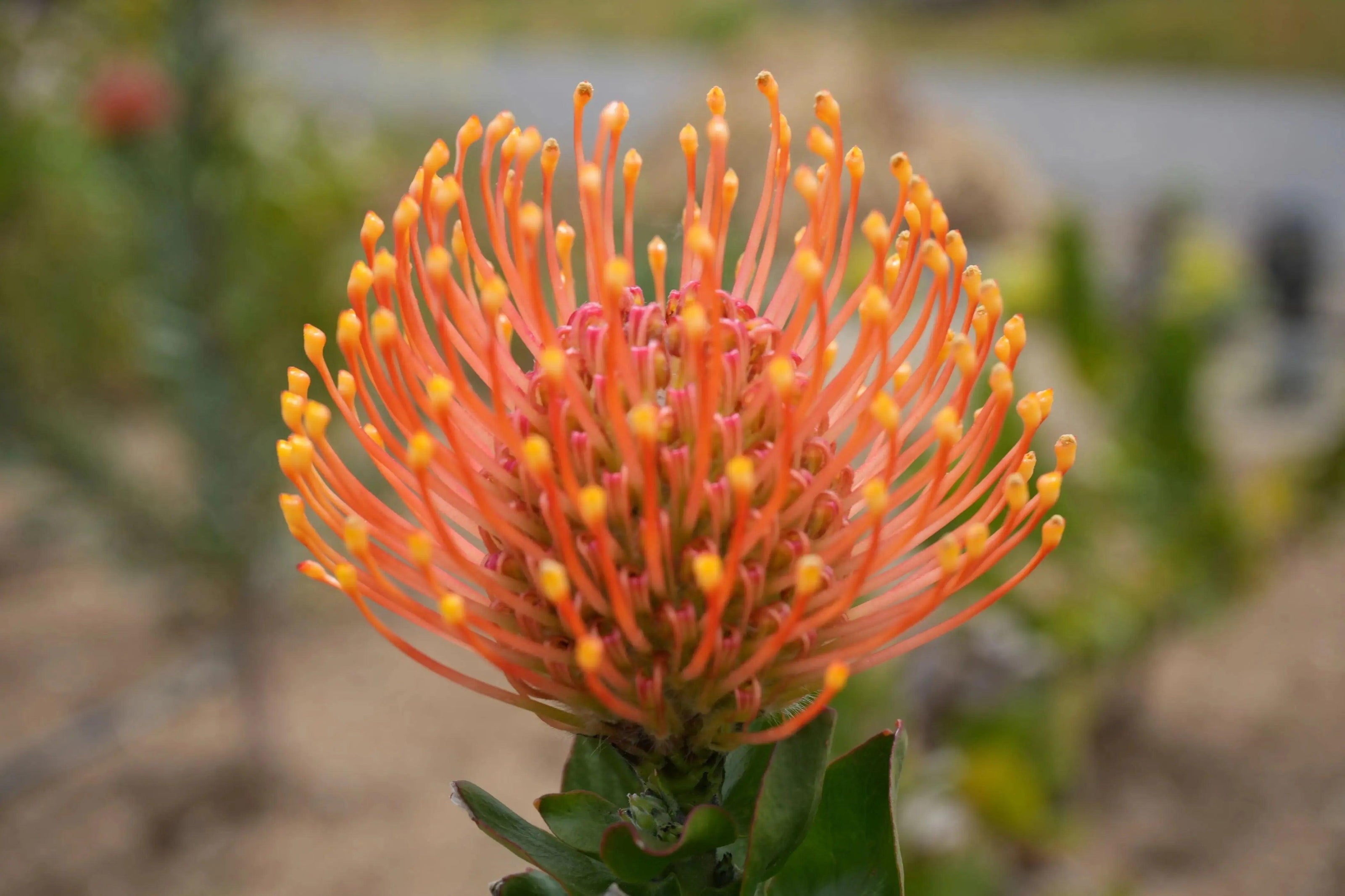 Leucospermum patersonii 'Brothers': Orange Red fiery Floral Display - Bonte Farm