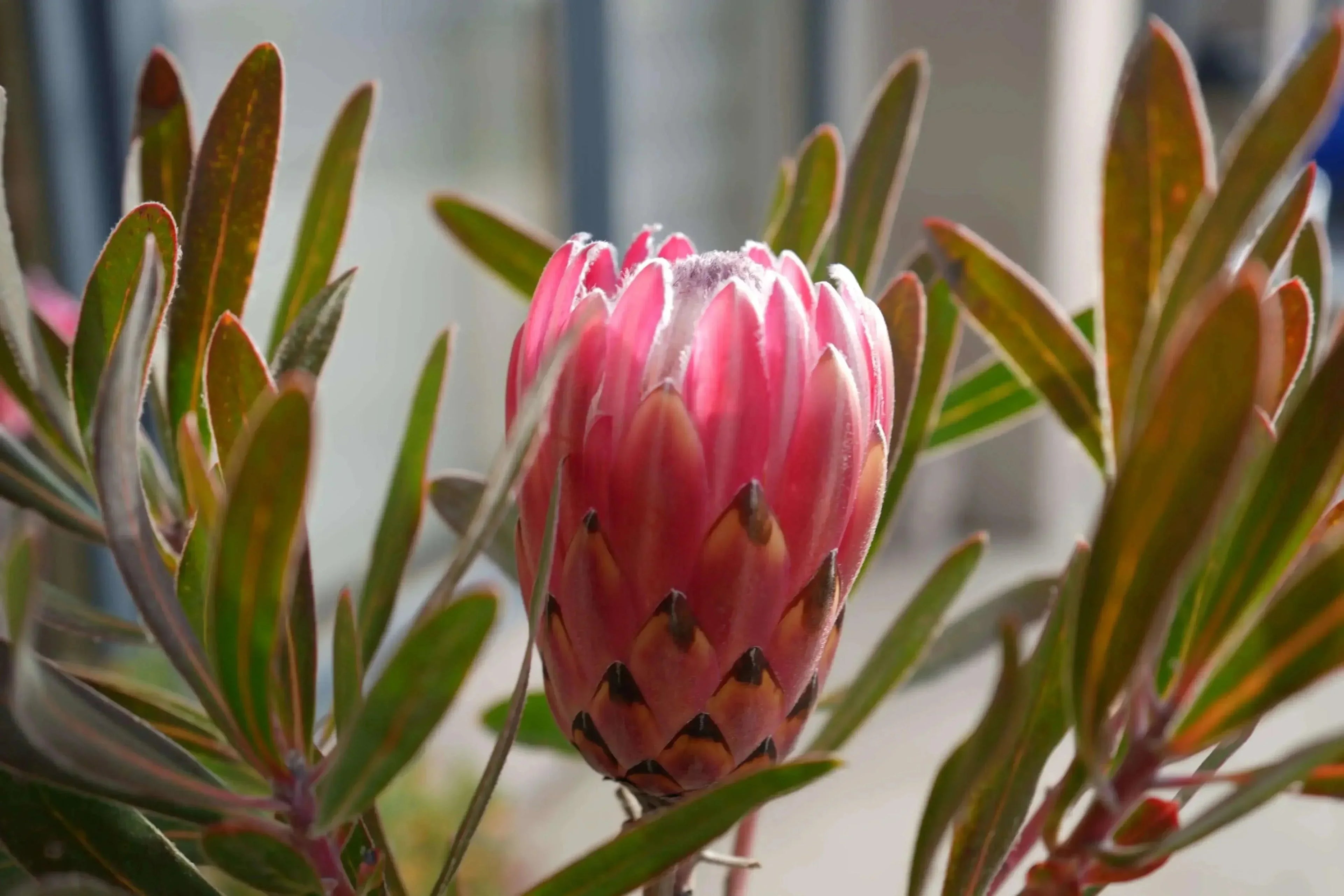 Close-up of pink Protea Claire flower bud with green leaves in a garden setting