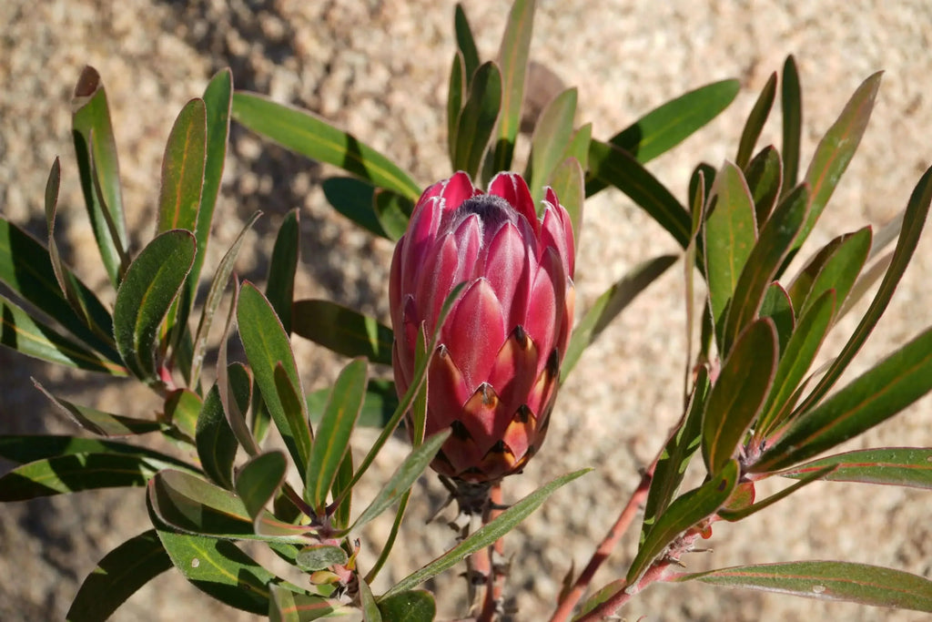 Pink protea Claire flower bud with green leaves outdoors