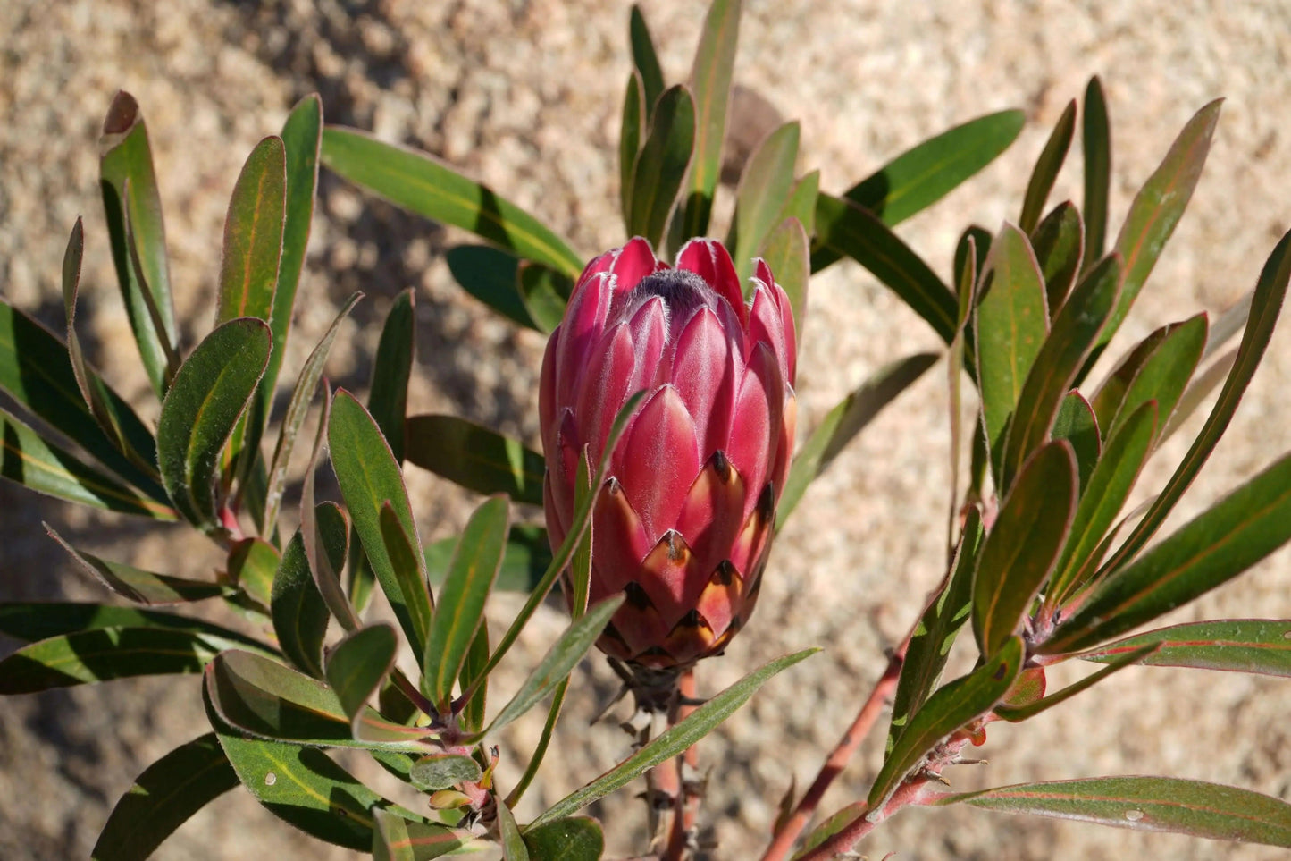 Protea 'Claire': Cultivate the Exotic Protea Plants in Your Garden - Bonte Farm