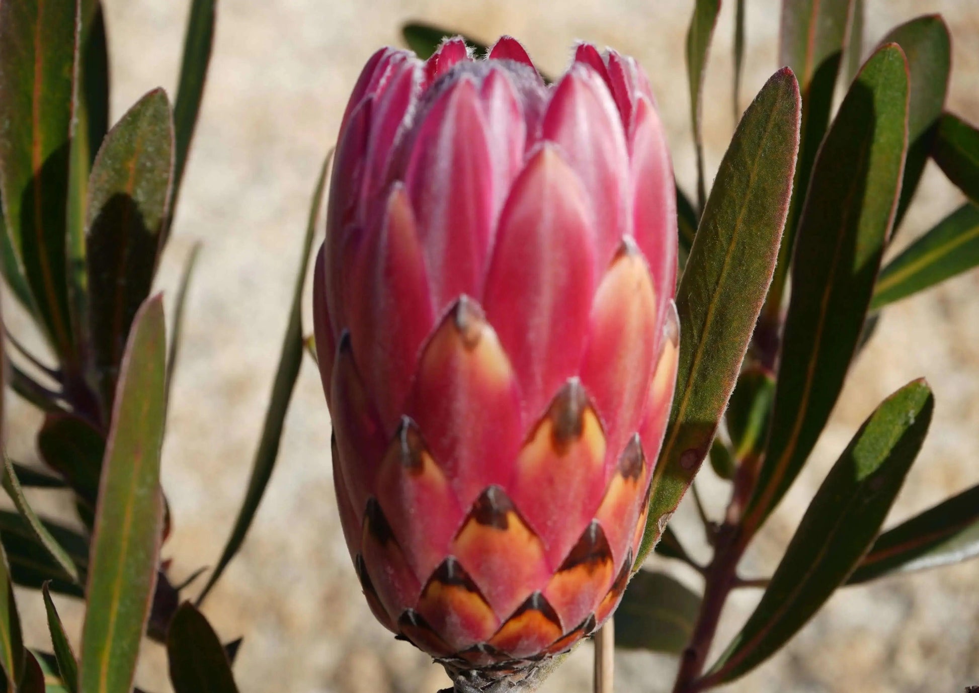 Protea 'Claire': Cultivate the Exotic Protea Plants in Your Garden - Bonte Farm