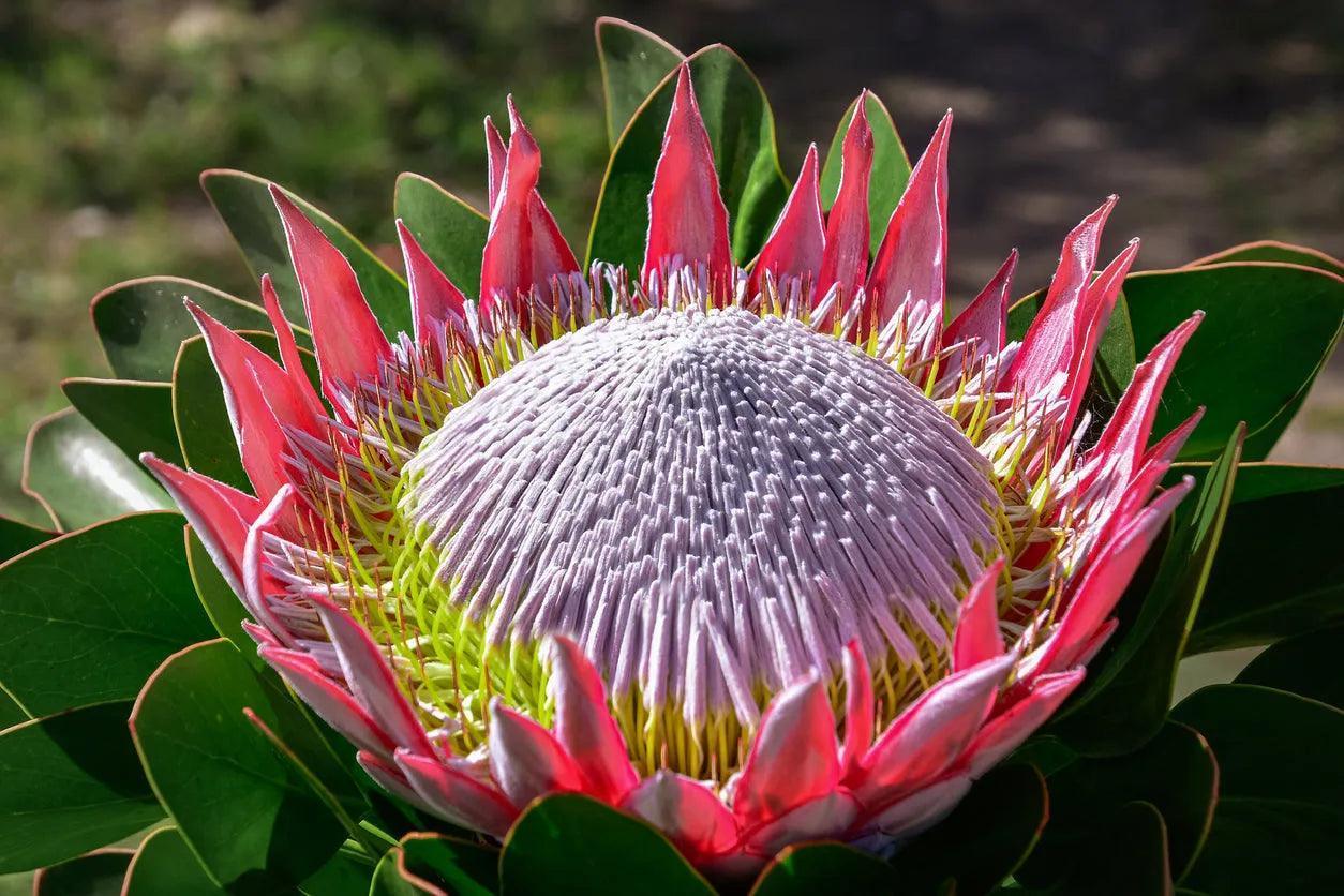 Protea cynaroides: The Majestic King Protea, a Crown Jewel of the Garden - Bonte Farm