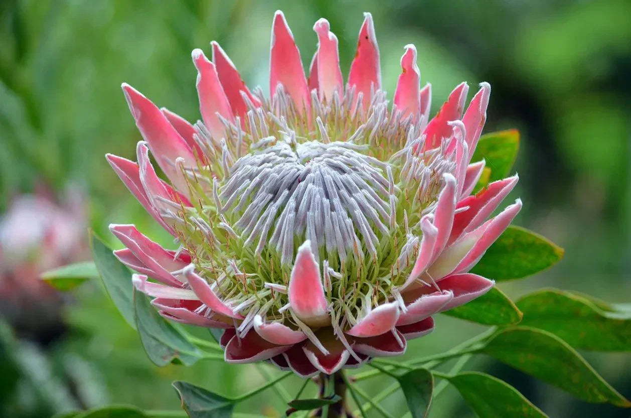Close-up of pink King Protea flower with green leaves, exotic tropical plant