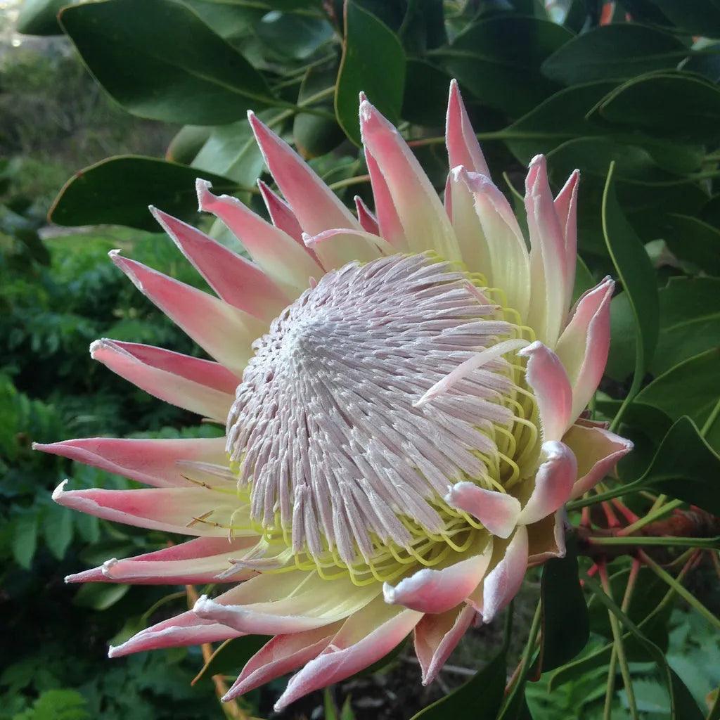 Protea cynaroides: The Majestic King Protea, a Crown Jewel of the Garden - Bonte Farm