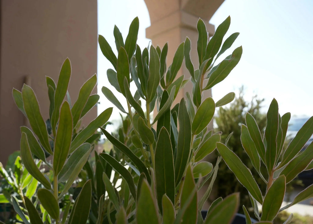 Protea plant Brenda variety with long green leaves in outdoor garden setting