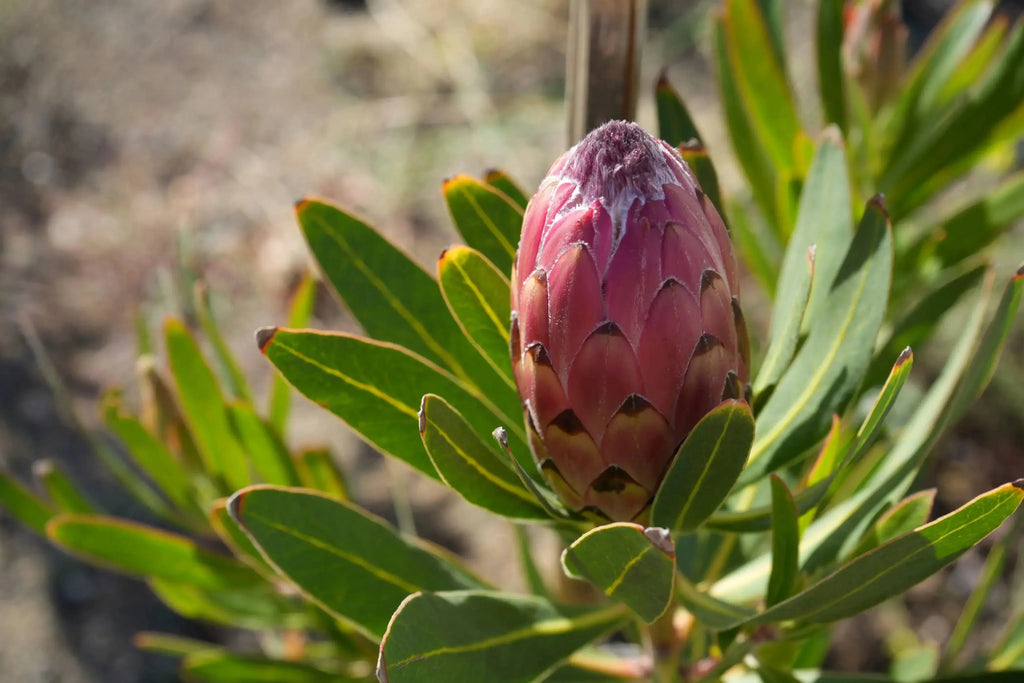 Close-up of a pink protea flower bud with green leaves in a garden setting