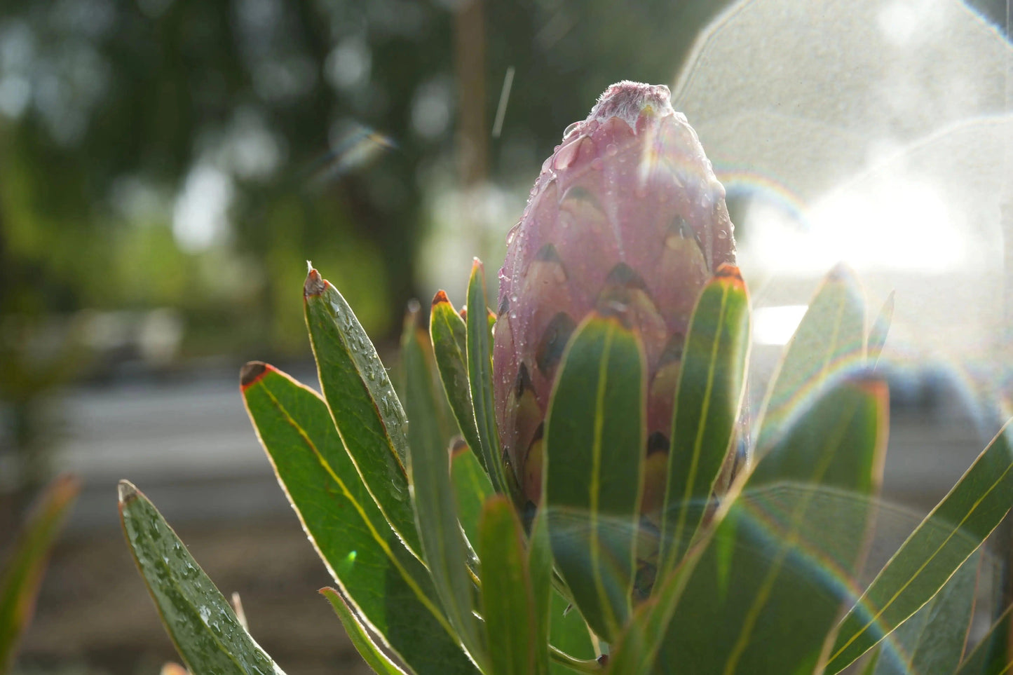 Protea 'Claire': Cultivate the Exotic Protea Plants in Your Garden - Bonte Farm