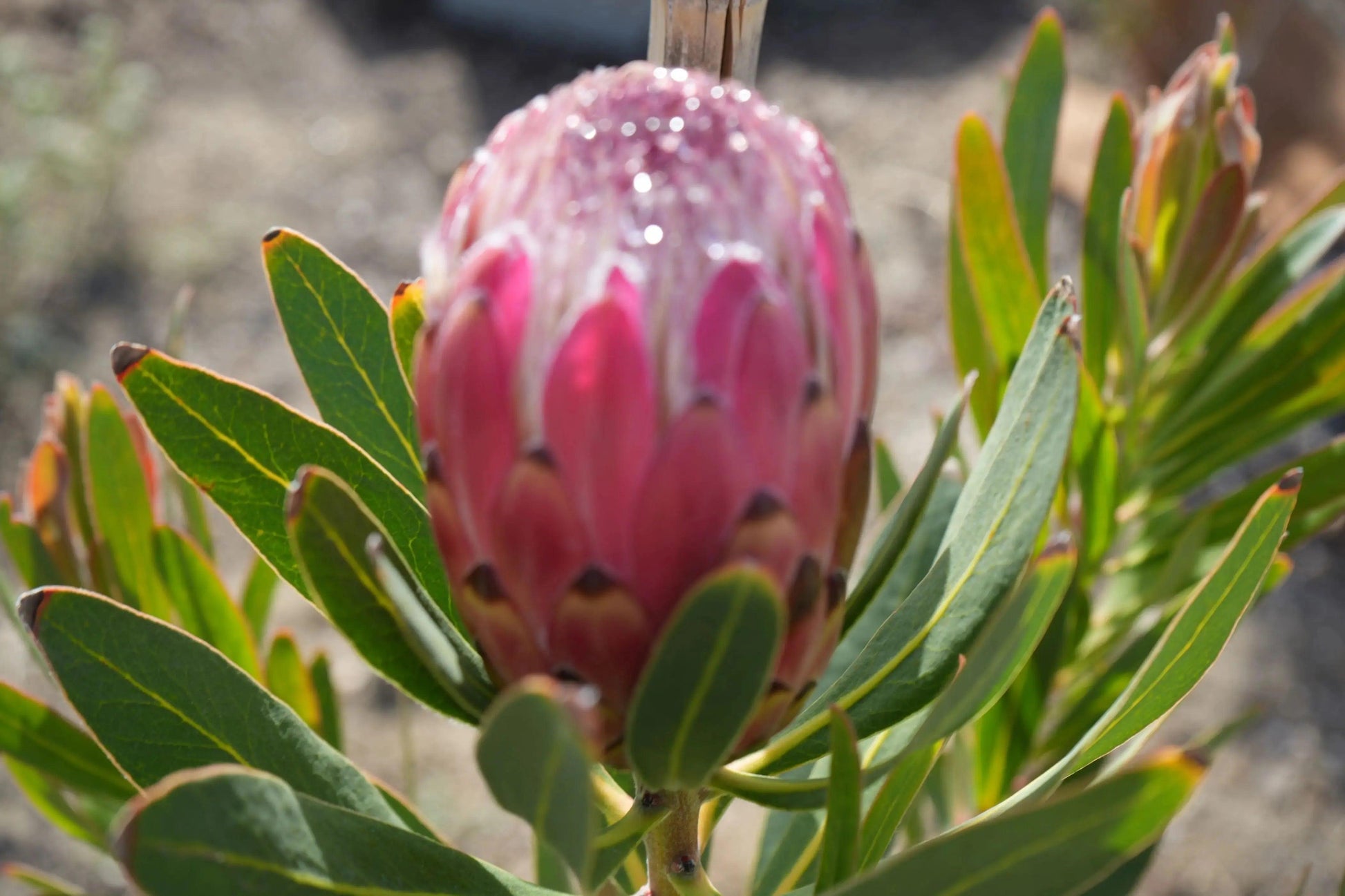 Protea 'Claire': Cultivate the Exotic Protea Plants in Your Garden - Bonte Farm