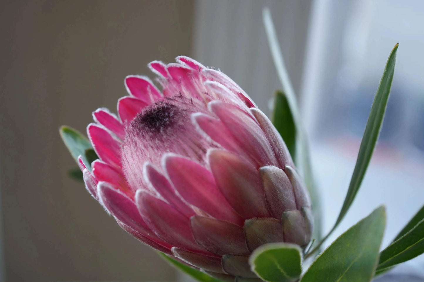 Protea 'Pink Ice': A Fiery Floral Sensation - Bonte Farm