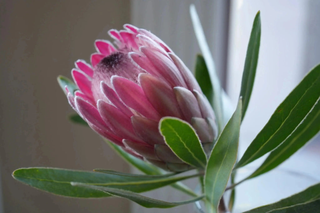 Close-up of a Pink Ice protea flower with vibrant pink petals and green leaves