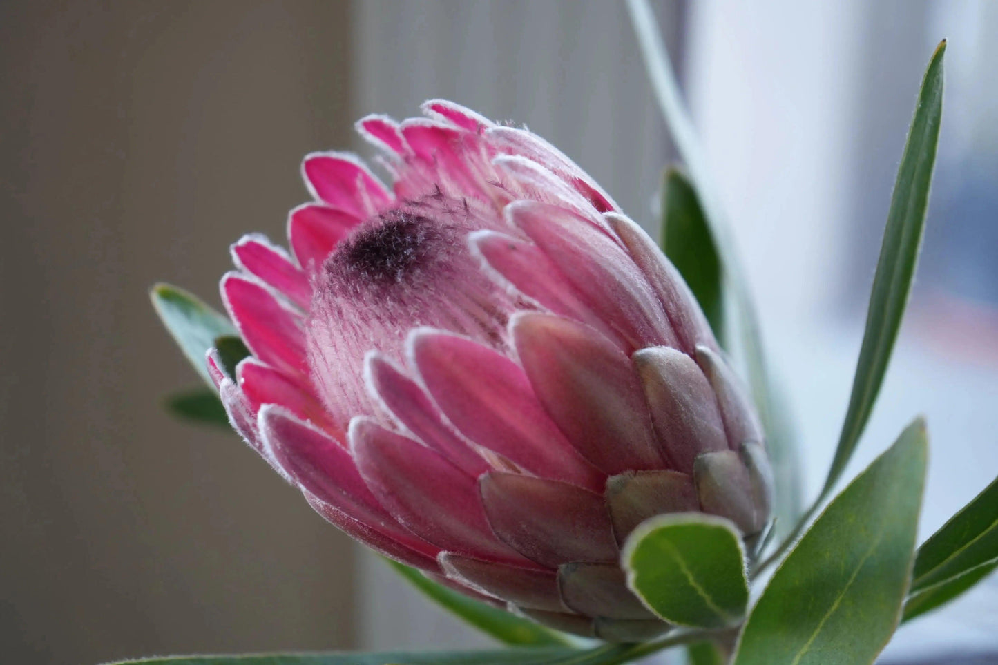 Protea 'Pink Ice': A Fiery Floral Sensation - Bonte Farm