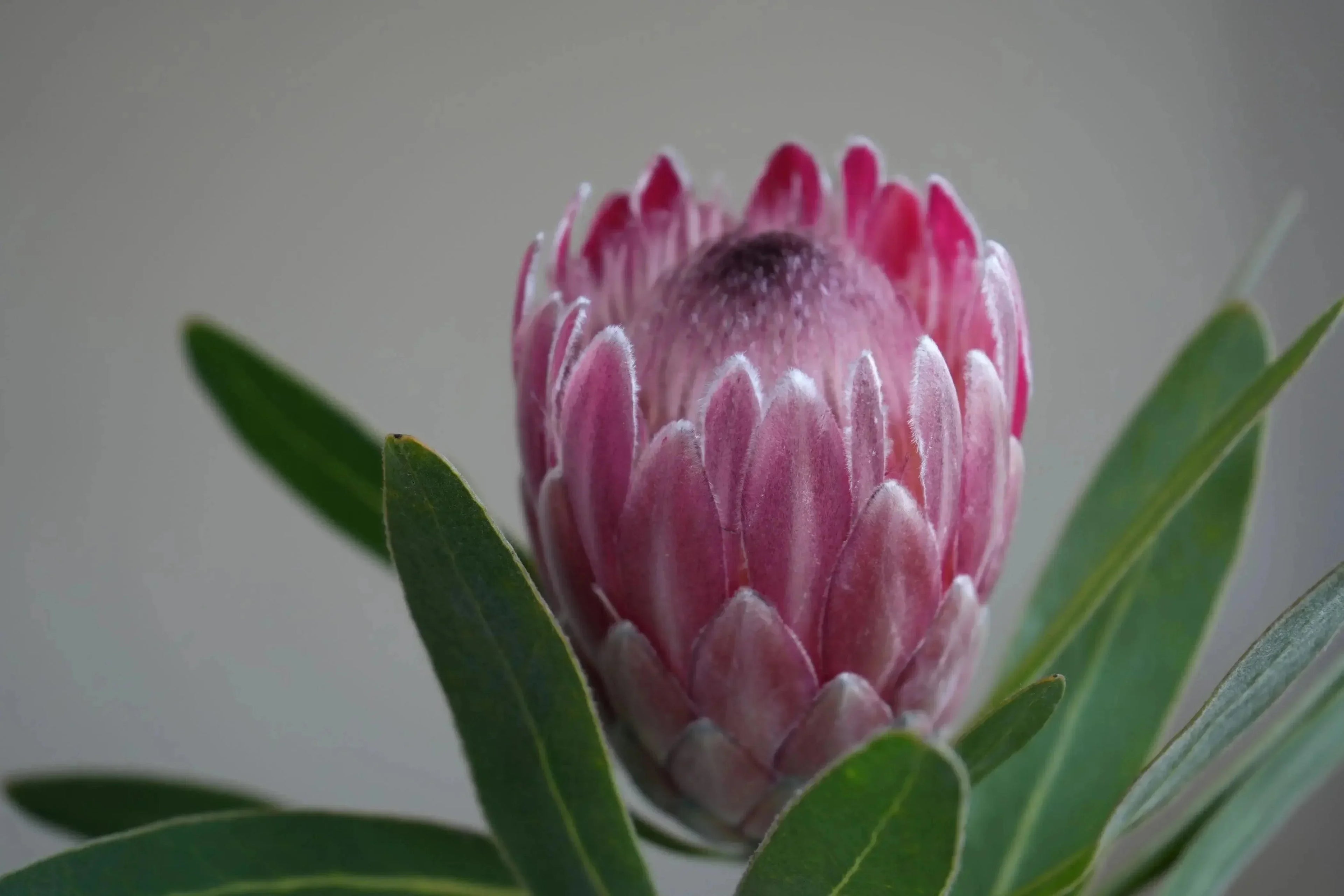 Pink Ice protea flower with vibrant pink petals and green leaves, close-up