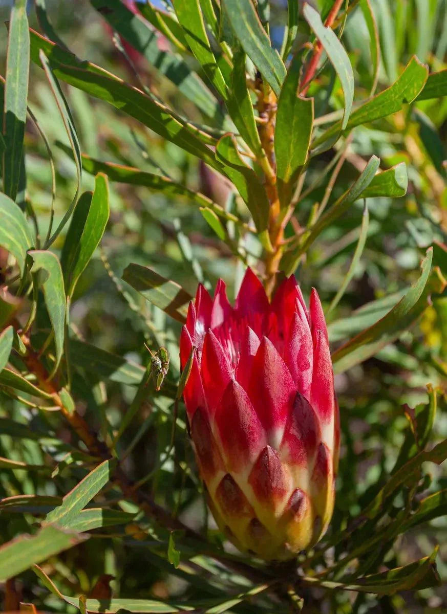Protea repens flower bud with red petals and green foliage in natural outdoor setting