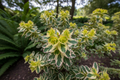 Euphorbia ‘Ascot Rainbow’: Variegated Evergreen Spurge