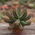 Euphorbia enopla: Red‑Spined Medusa Cactus Succulent