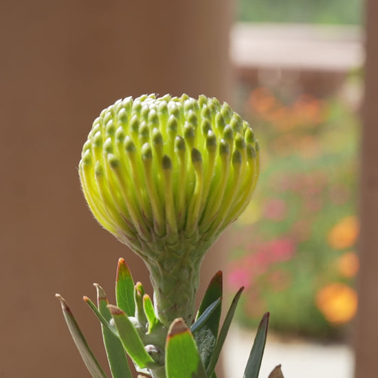 C0381 - Leucospermum goldie
