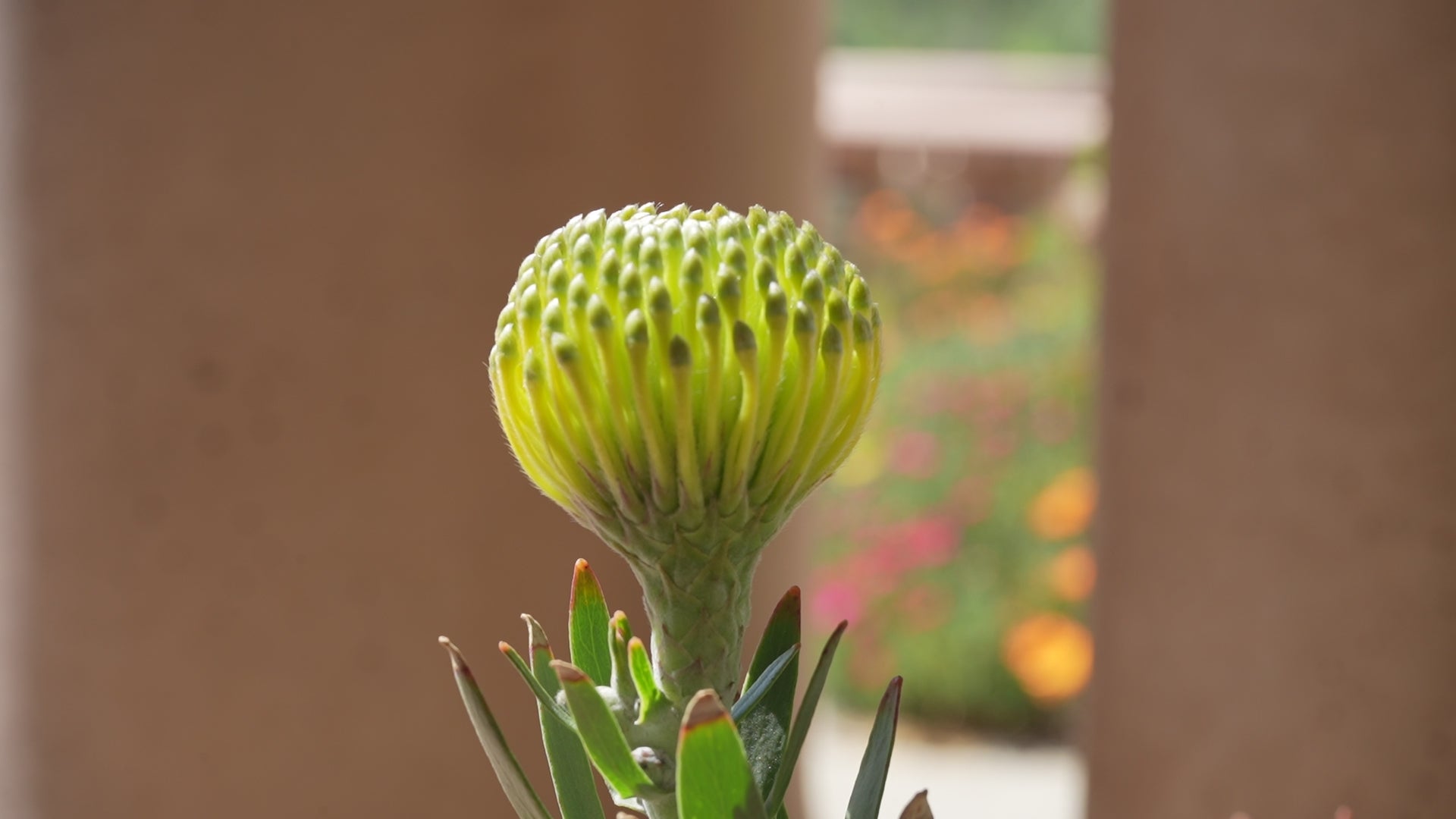 C0381 - Leucospermum goldie