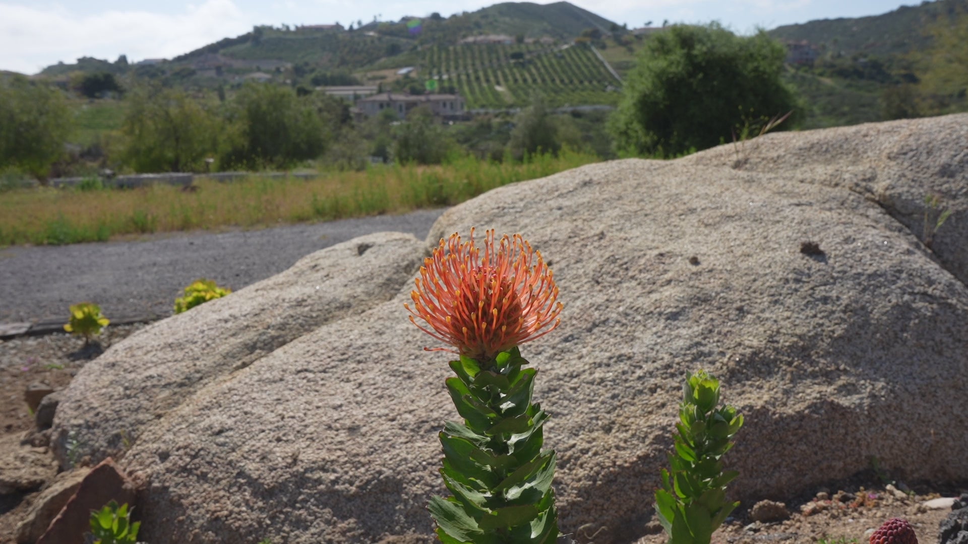 Leucospermum patersonii 'Brothers': Intense Orange-Red Blooms and Rugged Coastal Vigor