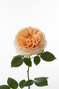 Princesse Charlène de Monaco® Rose: Fragrant Creamy White Rose