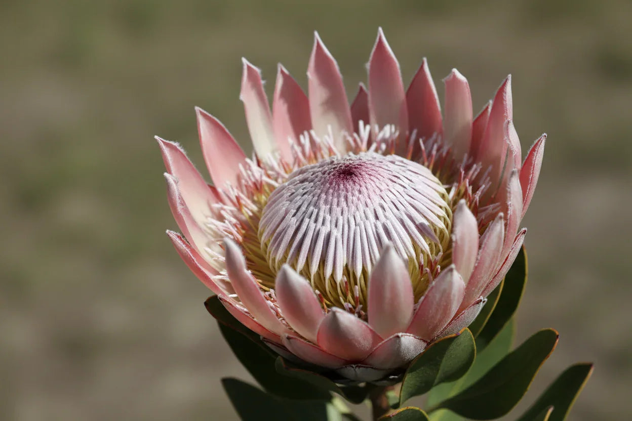 🌺Protea ‘Lady Pearl’: Two‑Tone Ivory & Chocolate Protea Plant