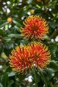Stenocarpus sinuatus: Firewheel Tree - Ornamental Evergreen